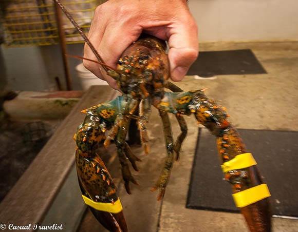 Maine lobster www.casualtravelist.com