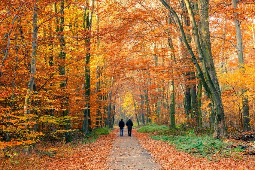 A colorful #autumn walk in North Carolina www.casualtravelist.com