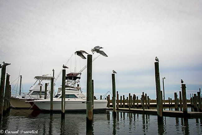 Discovering the natural beauty and a family's #oyster heritage on the Eastern Shore of #Virginia www.casualtravelist.com