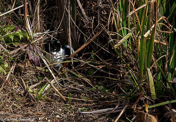 Swamp kitties- an unexpected wildlife sighting with Cajun Encounters. www.casualtravelist.com