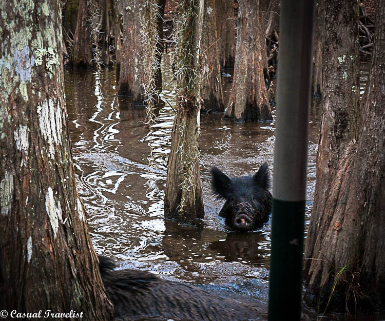 Exploring New Orleans' swamps with Cajun Encounters. www.casualtravelist.com