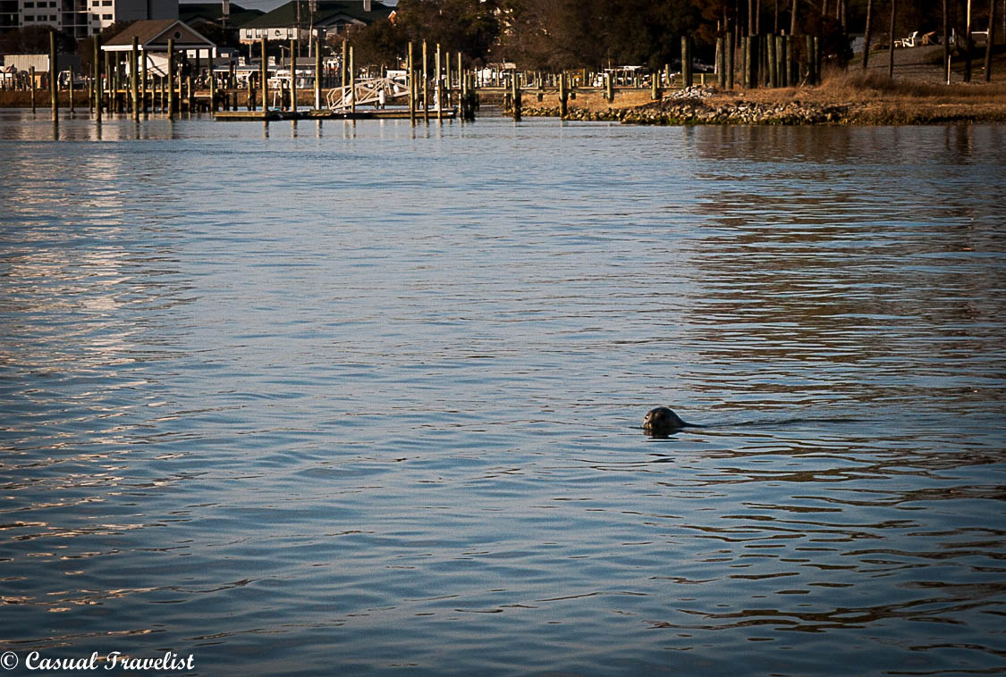 A surprise vist from a harbor seal with Pleasure House Oysters www.casualtravelist.com
