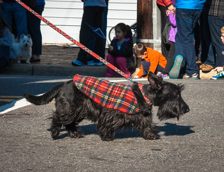 A Scottie dog in Old Town Alexandria, one of my favorite photos of 2015. www.casualtravelist.com