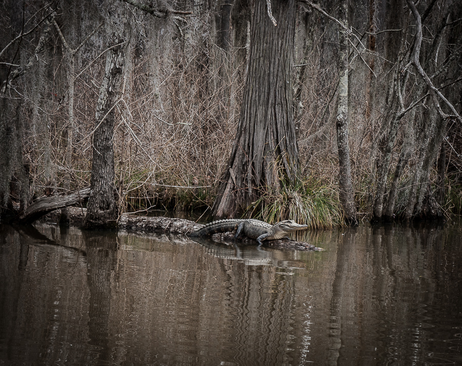 The gator is king in the swamps of Louisiana, one of my favorite photos of 2015. www.casualtravelist.com