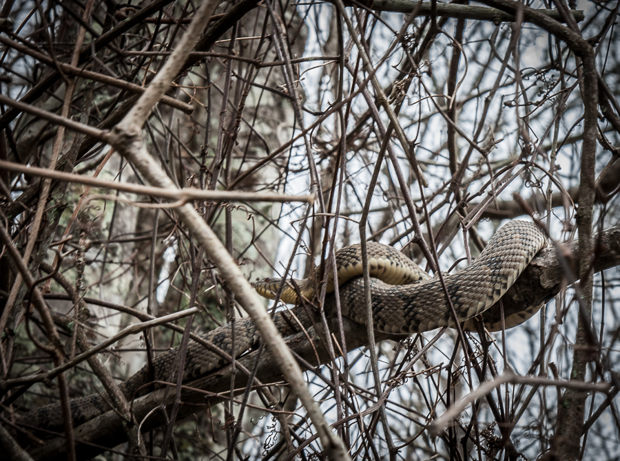 A snake sunning in the swamps of Louisiana, one of my favorite photos of 2015. www.casualtravelist.com