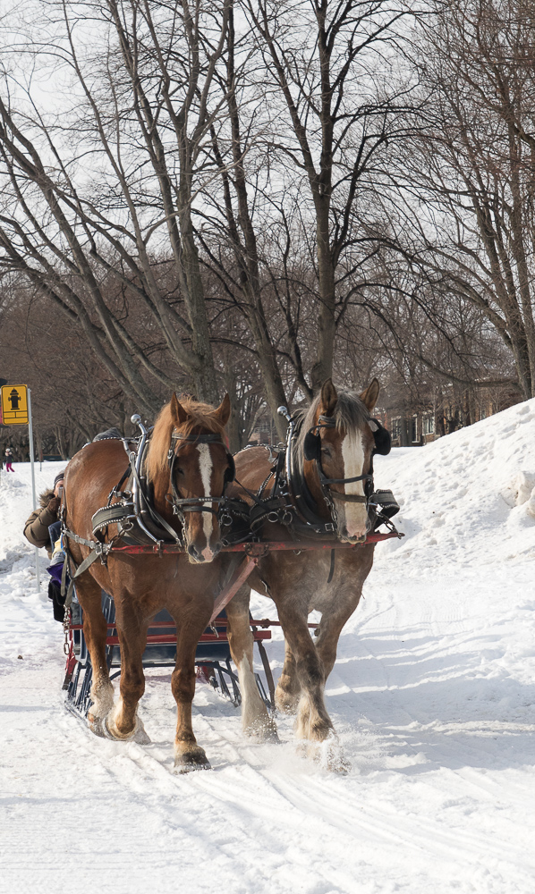 A horse drawn sleigh ride, just one of the fun winter activities you can do at Quebec's Winter Carnival. www.casualtravelist.com