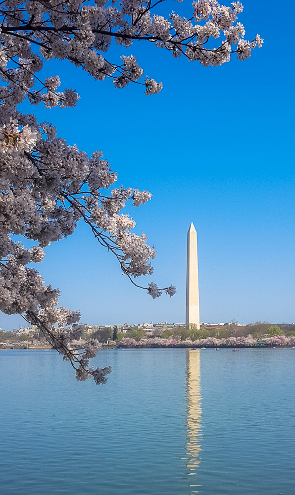 Washington DC- The Best Places in the World to See Cherry Blossoms www.casualtravelist.com