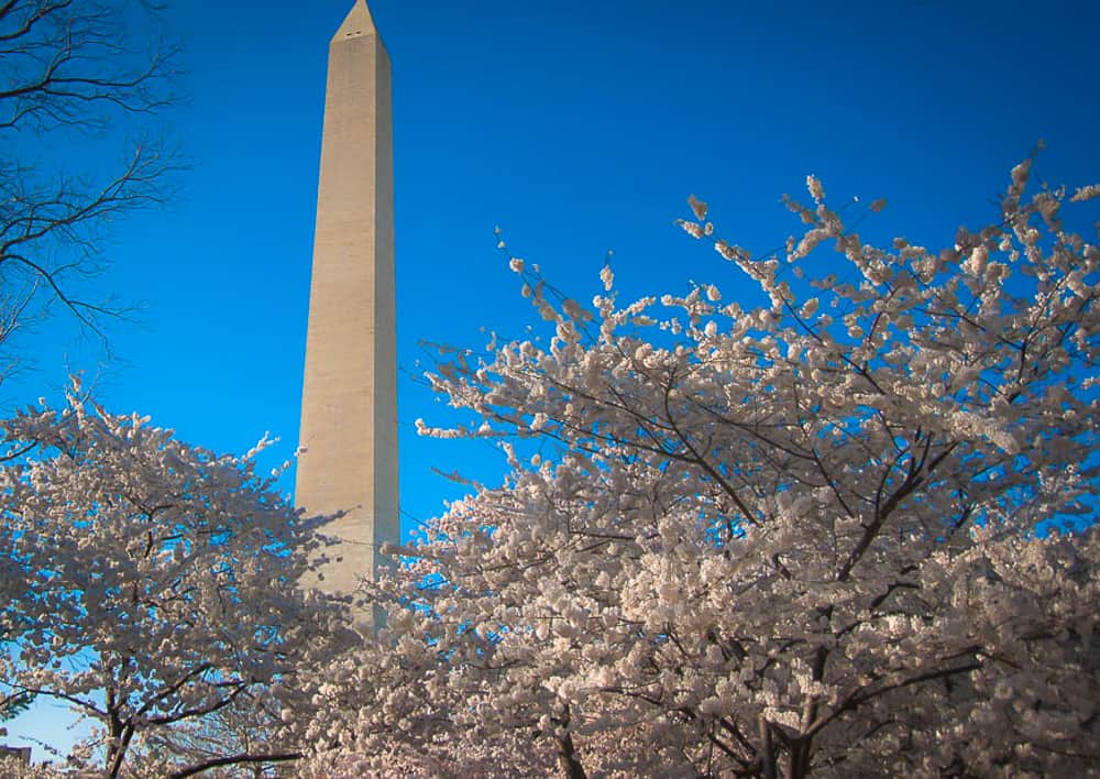 6 Tips for Seeing the Cherry Blossoms in Washington DC www.casualtravelist.com