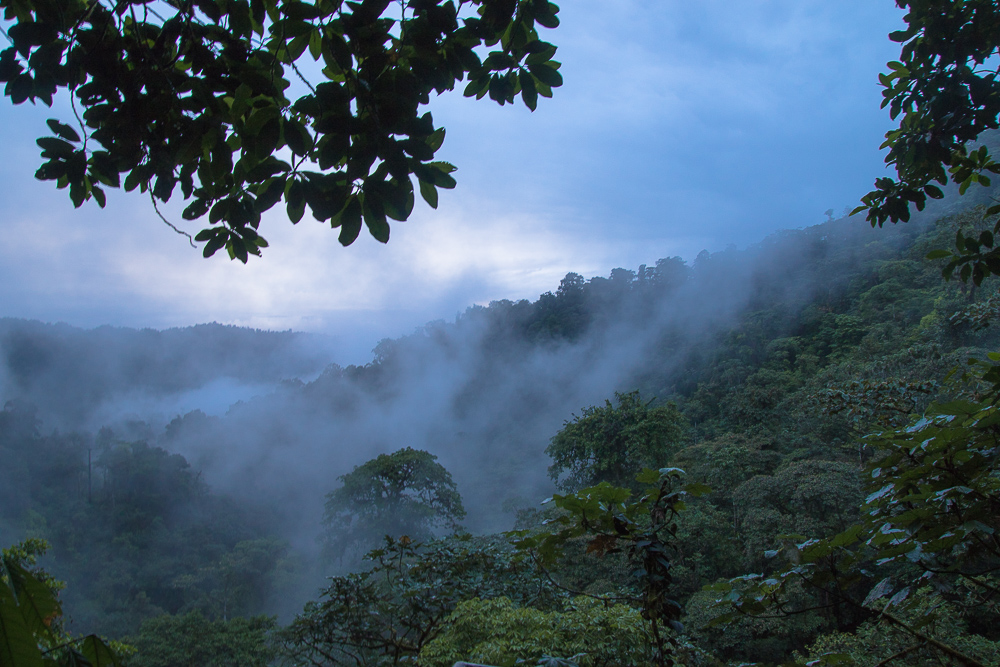 Ecuador's cloud forest- After the Earthquakes-Why you Should Travel to Ecuador Right Now. www.casualtravelist.com
