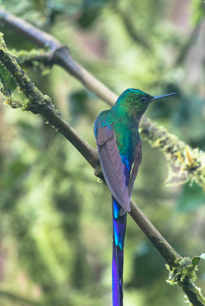 Hummingbirds- After the Earthquakes-Why you Should Travel to Ecuador Right Now. www.casualtravelist.com