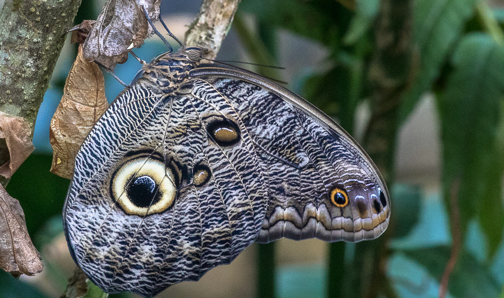 Learn about the fascinating owl eye butterfly at Mashpi Lodge's Buutterfly Conservation Center-Mashpi Lodge-Luxury in Ecuador's Cloud Forest www.casualtravelist.com