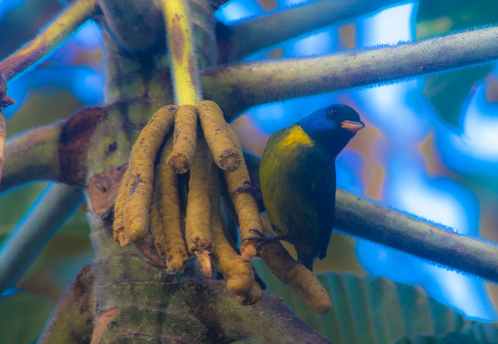 Over 500 species of birds call Mashpi Lodge home-Mashpi Lodge-Luxury in Ecuador's Cloud Forest www.casualtravelist.com