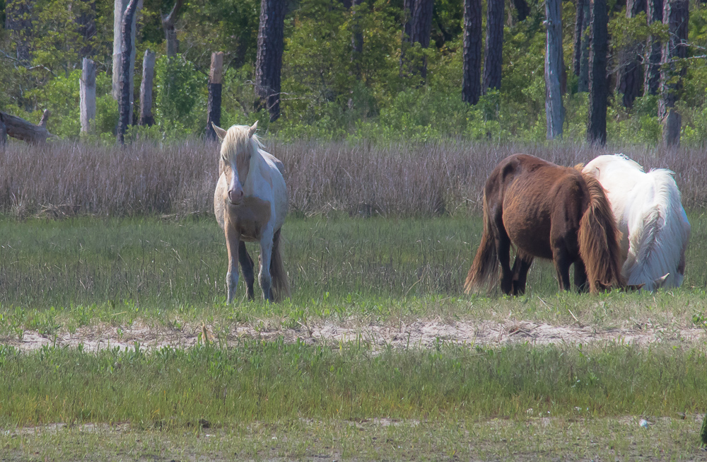 The wild ponies of Chincoteague- A Weekend Trip to Virginia's Eastern Shore www.casualtravelist.com