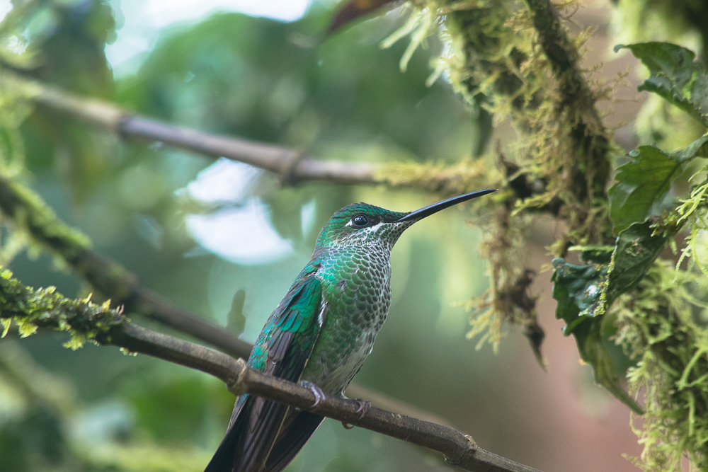 Over 500 species of birds call Mashpi Lodge home-Mashpi Lodge-Luxury in Ecuador's Cloud Forest www.casualtravelist.com