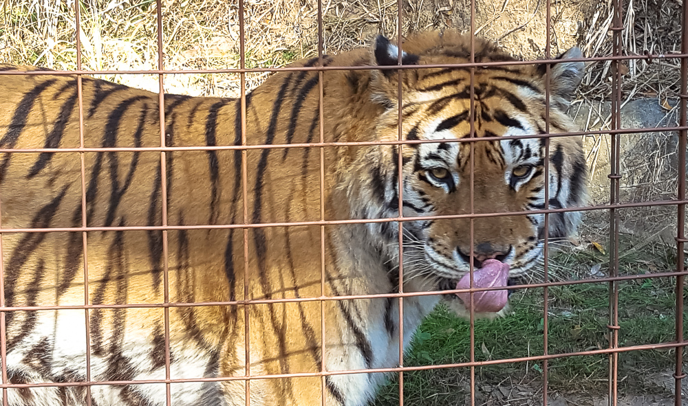 A day of learning at Big Cat Rescue in Tampa, Florida-www.casualtravelist.com