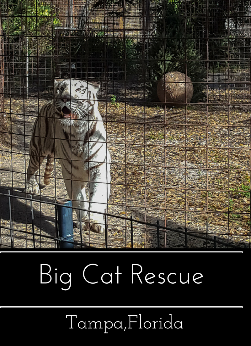 A day of learning at Big Cat Rescue in Tampa,Florida- www.casualtravelist.com