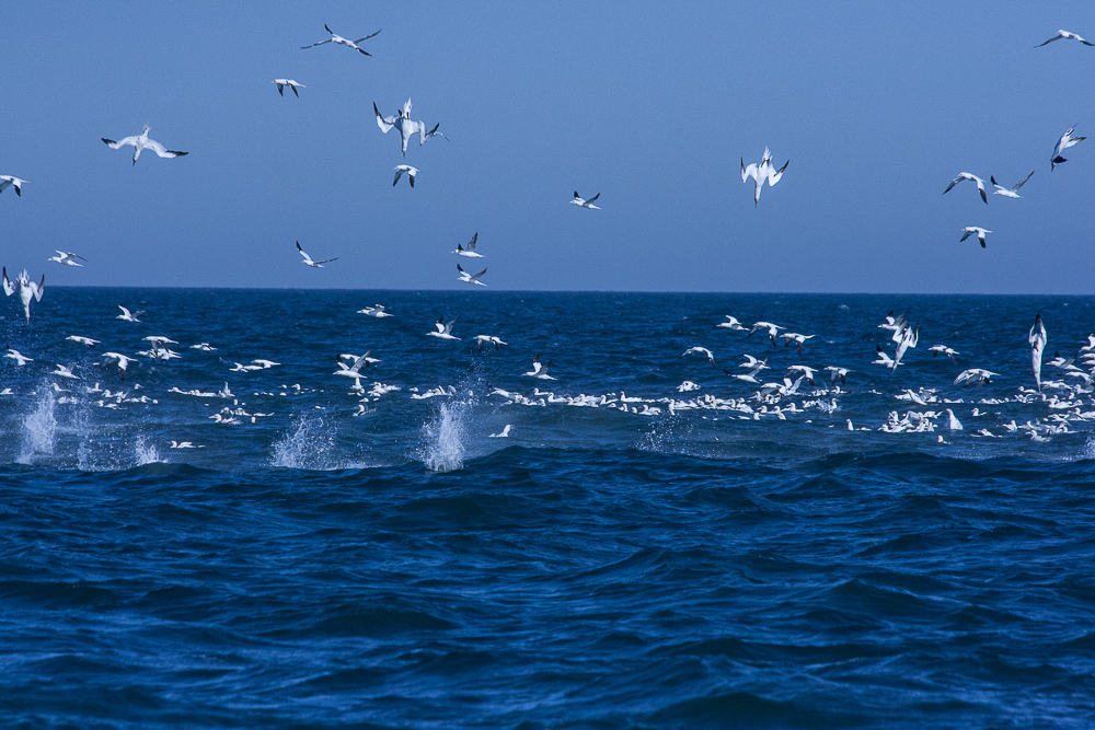 Whale Watching in Virginia Beach - Casual Travelist