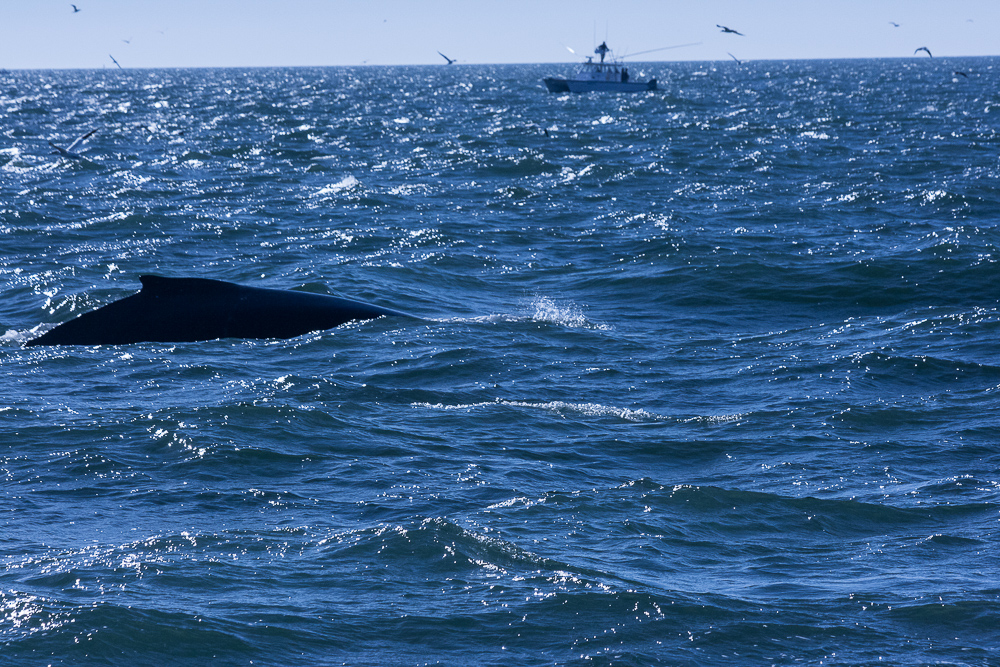 Whale watching in Virginia Beach www.casualtravelist.com