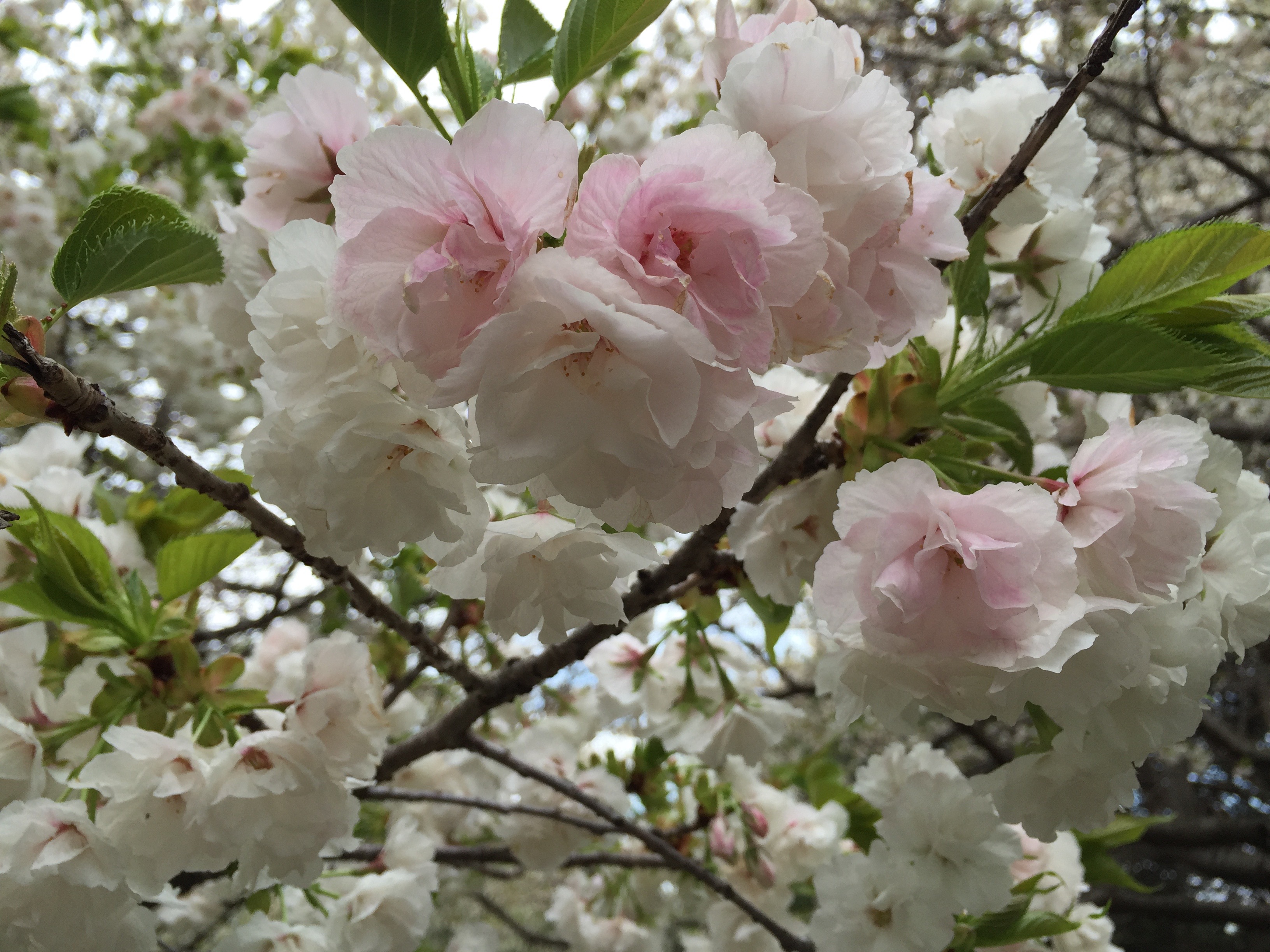 Vienna,Virginia- The Best Places in the World to See Cherry Blossoms www.casualtravelist.com