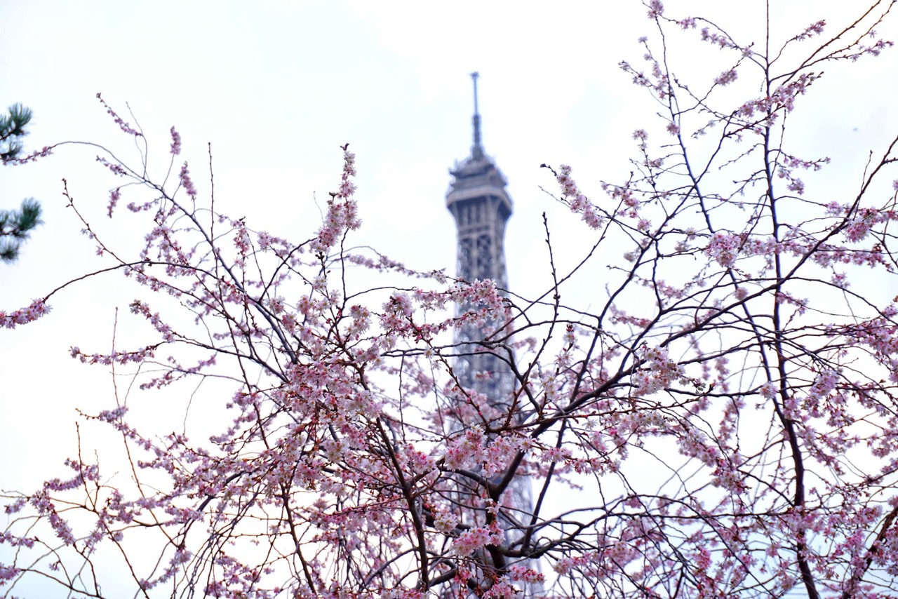 Paris,France- The Best Places in the World to See Cherry Blossoms www.casualtravelist.com