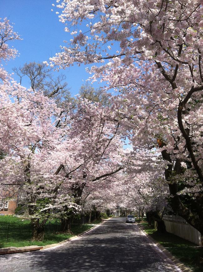 Kenwood,Maryland- The Best Places in the World to See Cherry Blossoms www.casualtravelist.com