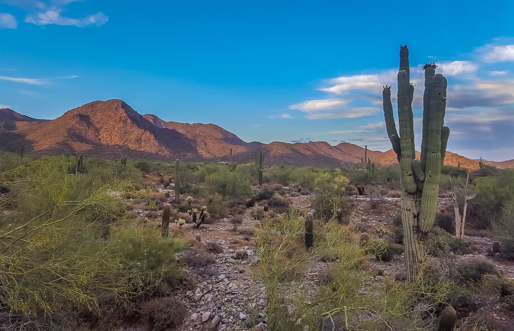 Desert Adventures: The Best Things to Do in Phoenix, Arizona www.casualtravelist.com