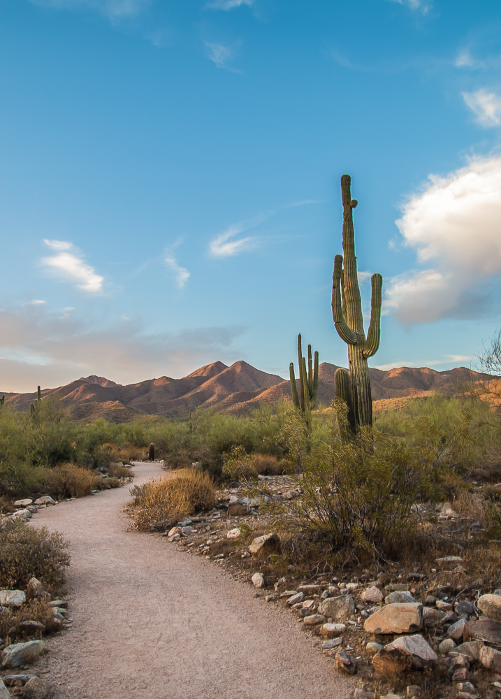 Hiking in Phoenix-Desert Adventures: The Best Things to Do in Phoenix, Arizona www.casualtravelist.com