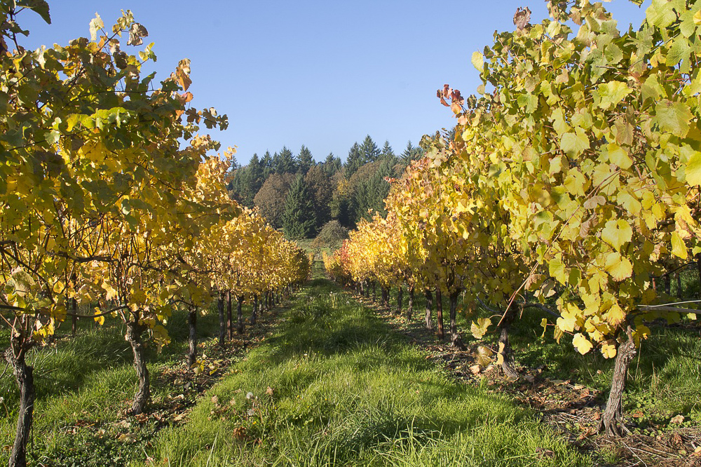 Applegate Valley, Oregon-The Best Wine Regions in the United States to Check Out Right Now www.casualtravelist.com