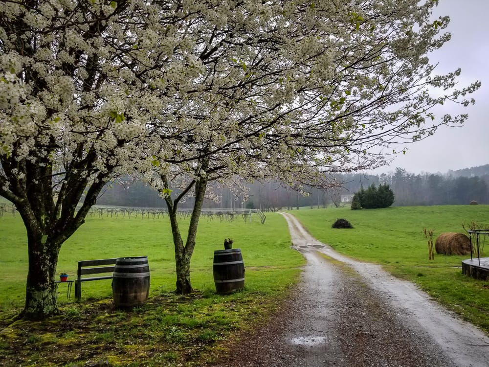  Tiger Mountain Vineyards-Monthly Musings:March 2018 www.casualtravelist.com