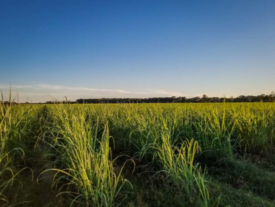 From Cane To Table - Getting A Little Sugar In Louisiana's Plantation ...