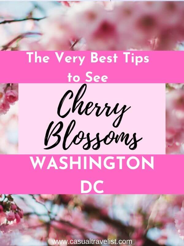 Visiting the Cherry Blossoms in Washington, DC - Momma Wanderlust