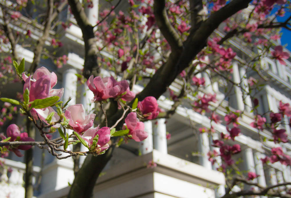 6 Tips for Seeing the Cherry Blossoms in Washington DC www.casualtravelist.com