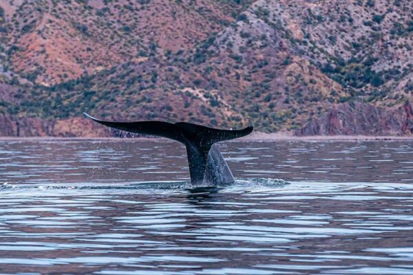 Whale Watching in Baja - Blue WHALE AND MOUNTAIN BACKDROP