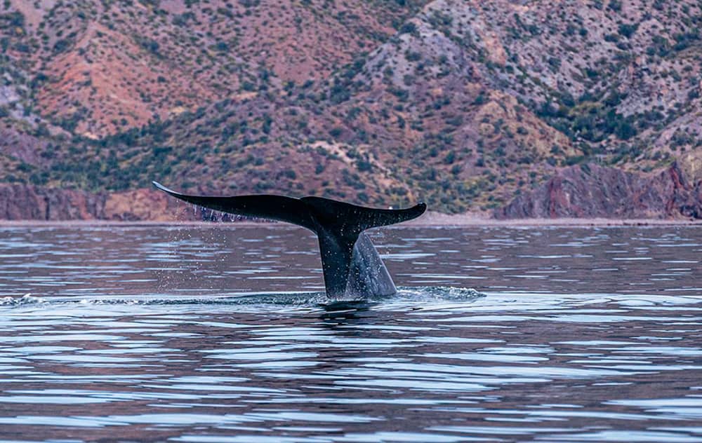 Whale Watching in Baja - Blue WHALE AND MOUNTAIN BACKDROP