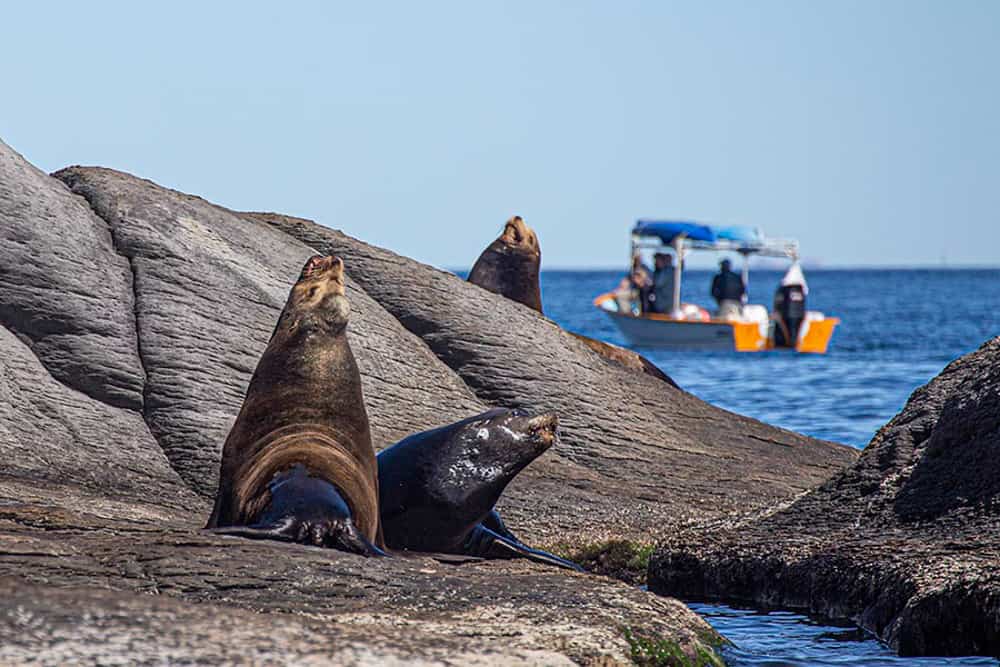Whale Watching in Baja -sea lions