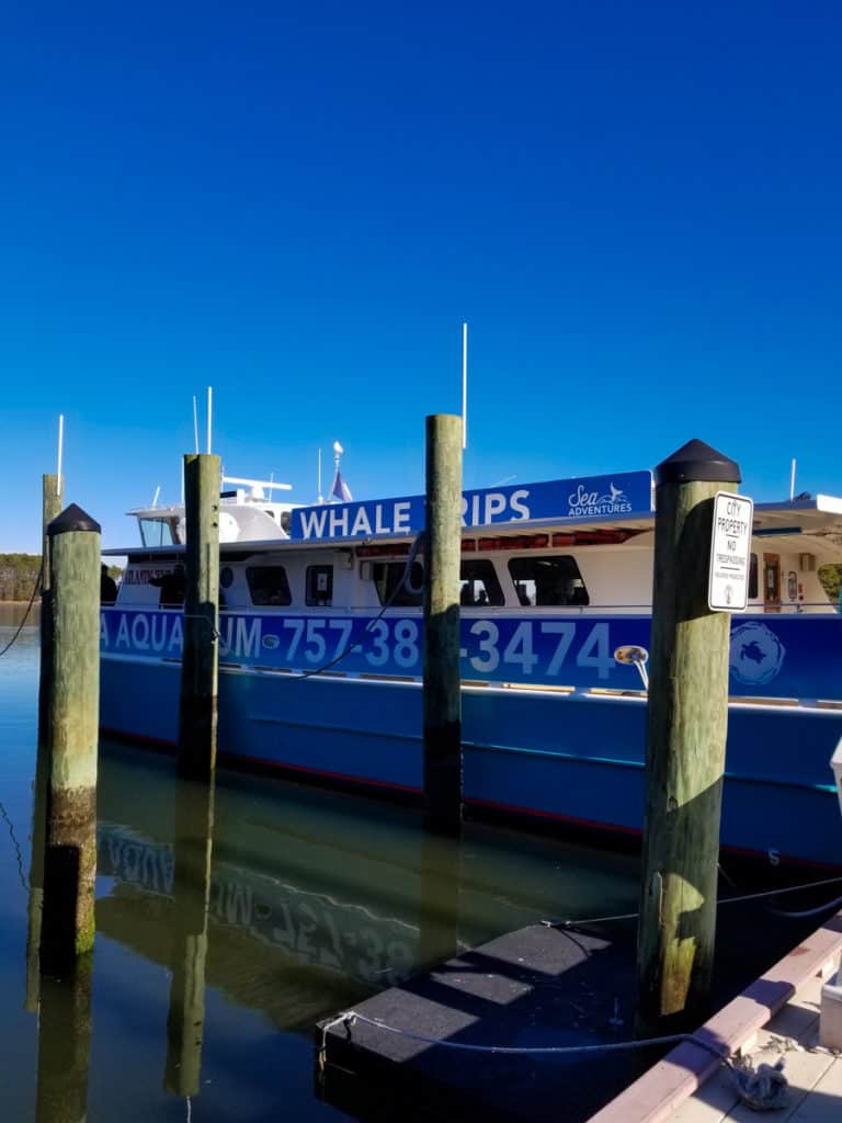 Virginia Beach - dolphin-whale cruise