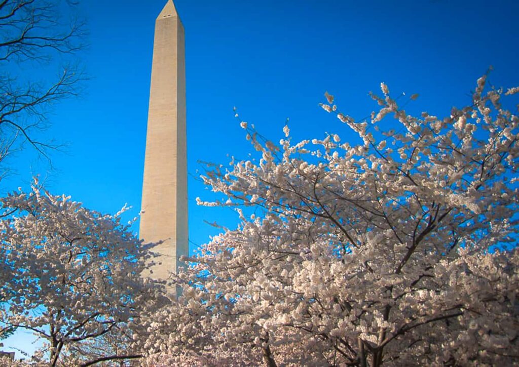 Washington DC Cherry Blossoms 