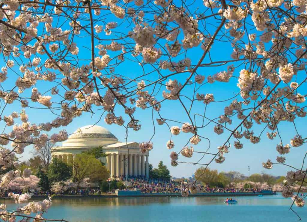 Washington DC Cherry Blossoms at the Tidal Basin with Jefferson Memorial