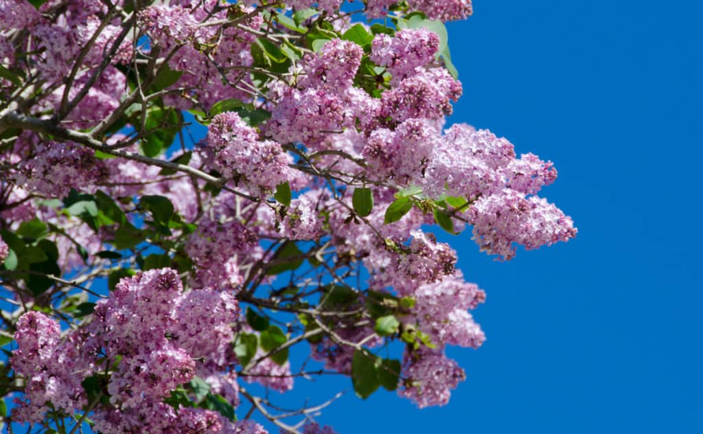 Lilacs Macinac Island, Michigan