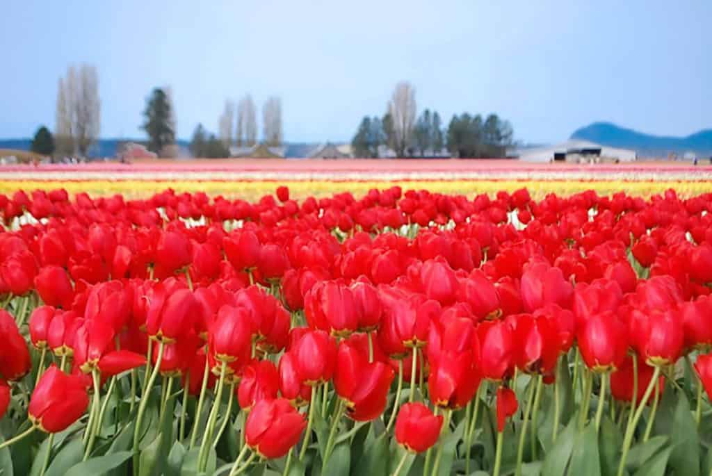 Tulips in La Connor, Washington