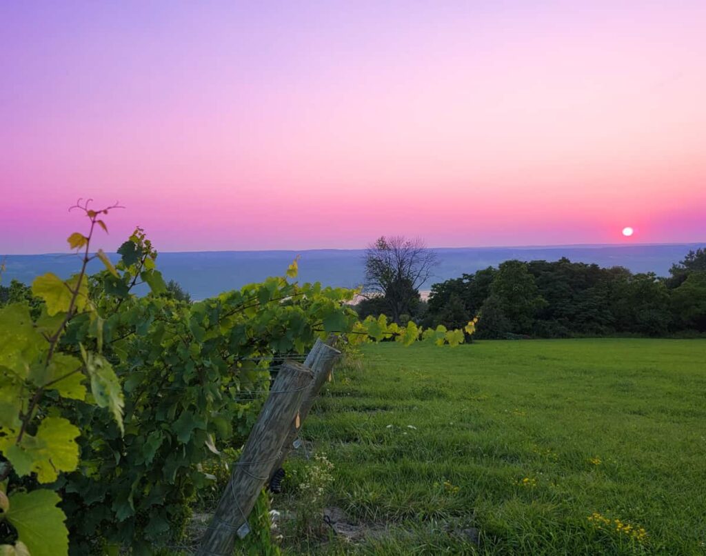 Finger Lakes - Vineyard Sunset 2