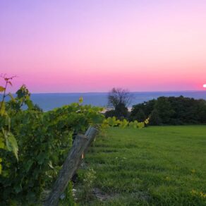Finger Lakes - Vineyard Sunset 2