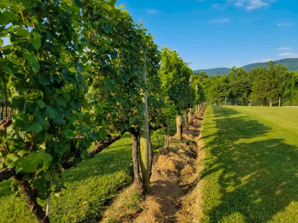 The Best Wineries in Charlottesville - Afton Mountain