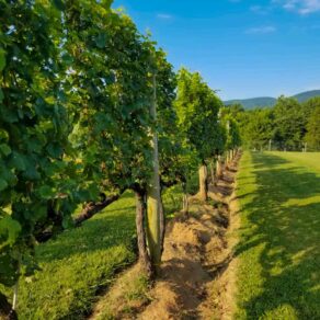 The Best Wineries in Charlottesville - Afton Mountain